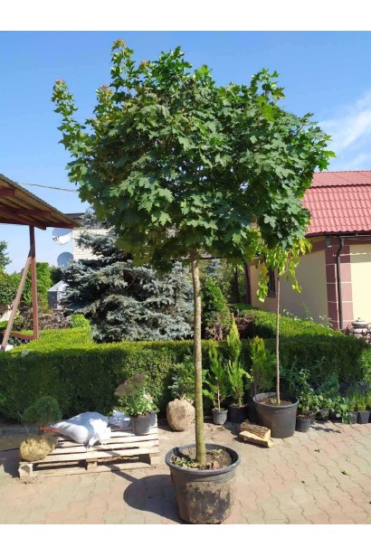 Клен гостролистий Глобозум - ШТАМБ_конт/вис.250-300см/Ø70-80см/ШТАМБ 170-220см/обхват 12-14см